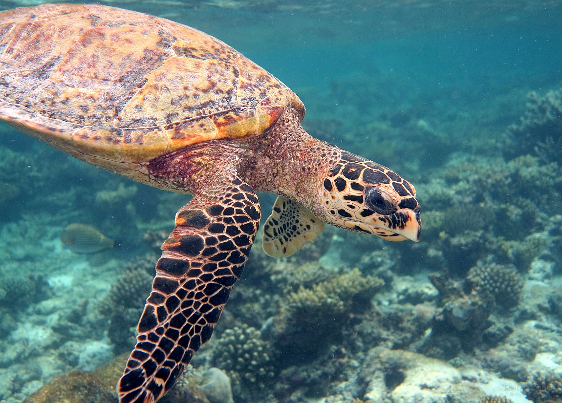 IMG_0910rf_Maldives_Madoogali_House reef _Tortue imbriquee.jpg